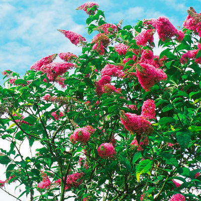 Sommerflieder (Buddleja) Royal Red von Gärtner Pötschke auf blumen.de