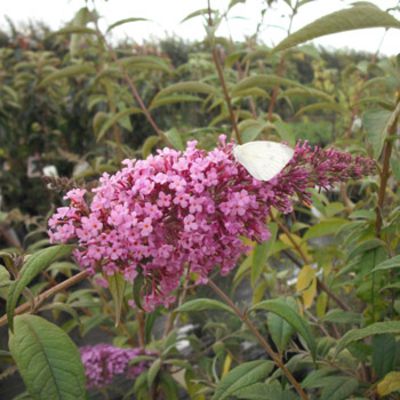 Sommerflieder 'Pink Delight' von Gartengruen-24 auf blumen.de