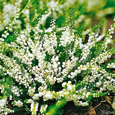 Sommerheide ´Kinlochruel´ von Garten Schlüter auf blumen.de