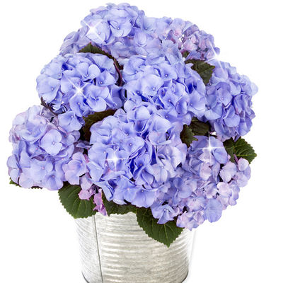 Blaue Hortensie im Zinktopf von FloraPrima auf blumen.de