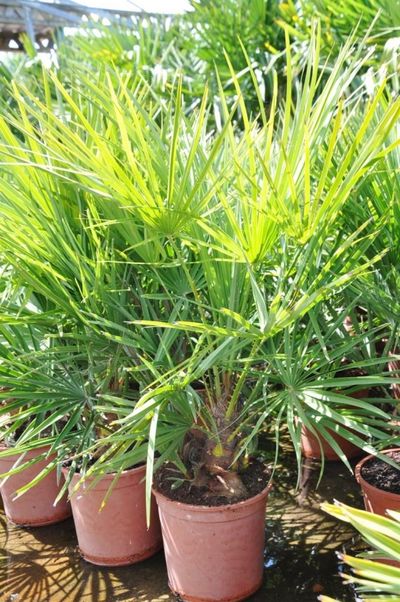 SONDERANGEBOT! Zwergpalme - Chamaerops humilis von Der Palmenmann auf blumen.de
