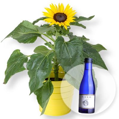 Sonnenblume  von Valentins auf blumen.de