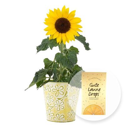 Sonnenblume im Zink-Topf  von Valentins auf blumen.de