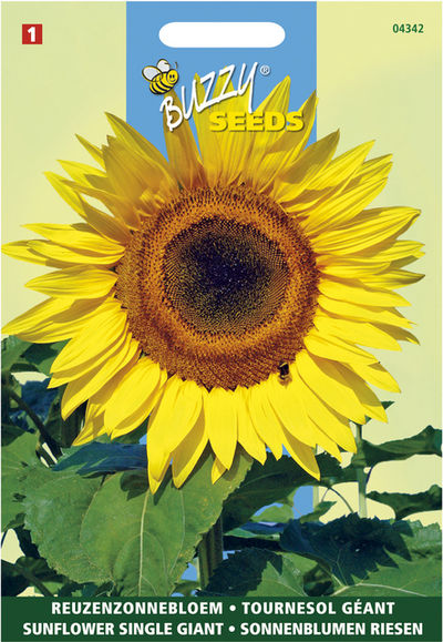 Sonnenblume Single Giant von Gartencenter Koeman auf blumen.de