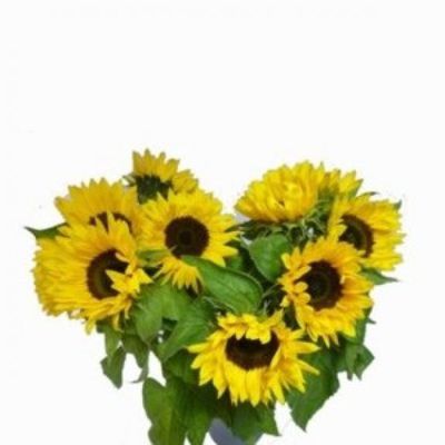 Sonnenblumen von Florito FlowerPost auf blumen.de