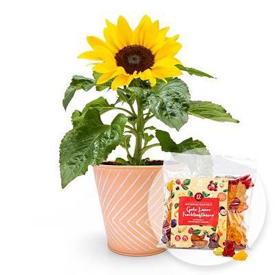 Sonnenblumenpflanze im Zink-Topf  von Valentins auf blumen.de