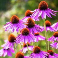 Sonnenhut Kim Knee`s High von Gärtner Pötschke auf blumen.de