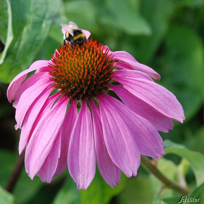 Sonnenhut ´Primadonna´ rosa von Garten Schlüter auf blumen.de