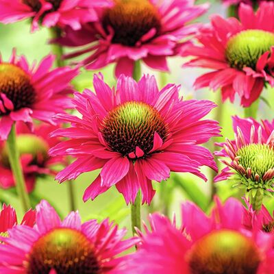 Sonnenhut von Gärtner Pötschke auf blumen.de