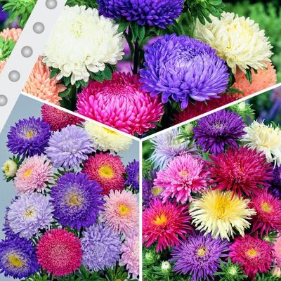 Sortiment Garten- und Schnittastern von Gärtner Pötschke auf blumen.de