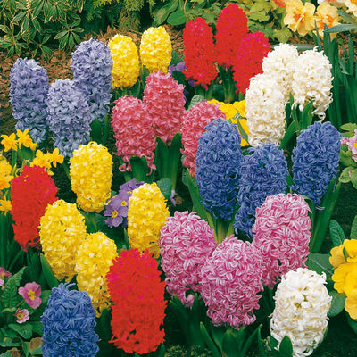 Sortiment Garten- und Topfhyazinthen von Gärtner Pötschke auf blumen.de