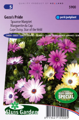 Spanische Margerite, Gozo's Pride Mix von Gartencenter Koeman auf blumen.de