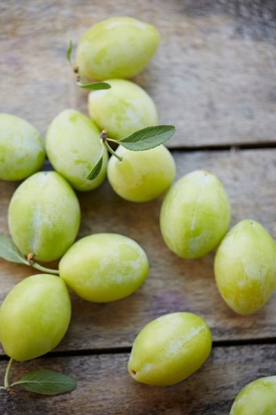 Spanischer Pflaumenbaum von Der Palmenmann auf blumen.de