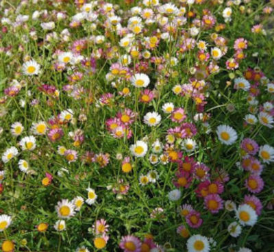 Spanisches Gänseblümchen Blütenmeer von Nr-01 Pflanzenversand auf blumen.de