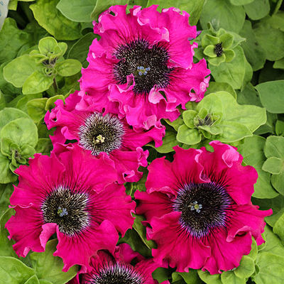 Spiderweb-Petunie Wine Red von Gärtner Pötschke auf blumen.de