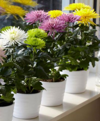 Topf-Chrysantheme 'Anastasia' von Bakker auf blumen.de