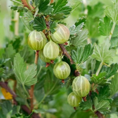 Stachelbeere Mucurines (grün) von GartenXXL auf blumen.de