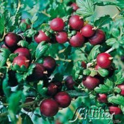 Stachelbeere Rolanda® von Garten Schlüter auf blumen.de