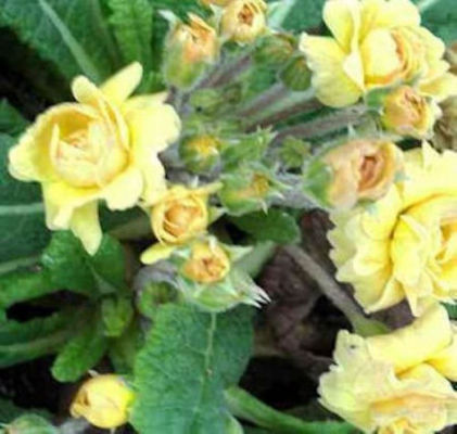 Stängellose Schlüsselblume  von Nr-01 Pflanzenversand auf blumen.de