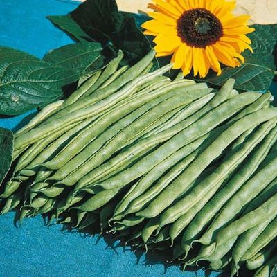 Stangenbohnensamen Neckarkönigin  von Gärtner Pötschke auf blumen.de