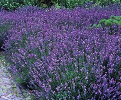 Staude Lavendel von GartenXXL auf blumen.de