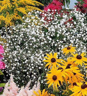 Staude Schleierkraut von GartenXXL auf blumen.de