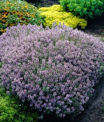Stauden-Thymian ´Bertram Anderson´ von BALDUR-Garten auf blumen.de