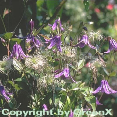 Staudenclematis  von Nr-01 Pflanzenversand auf blumen.de