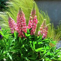 Staudenlupinensamen  von Gärtner Pötschke auf blumen.de