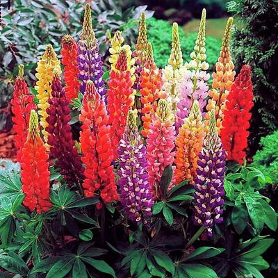Staudenlupinensamen von Gärtner Pötschke auf blumen.de