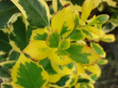 Stechpalme 'Golden King' von GartenHit24.de auf blumen.de