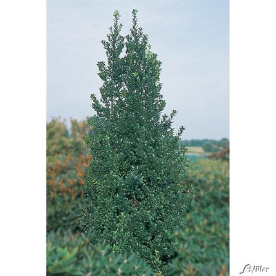 Stechpalme ´Heckenpracht´ von Garten Schlüter auf blumen.de