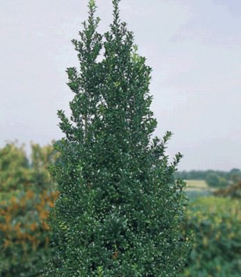 Stechpalme Heckenstar von GartenXXL auf blumen.de