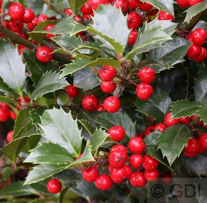 Stechpalme Ilex Heckenfee  von Nr-01 Pflanzenversand auf blumen.de