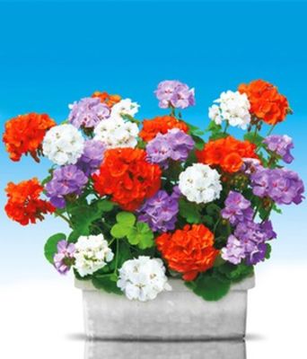 Stehende Balkon-Geranien Kollektion von BALDUR-Garten auf blumen.de