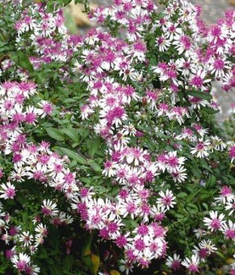 Steinaster ´Prince´ von BALDUR-Garten auf blumen.de