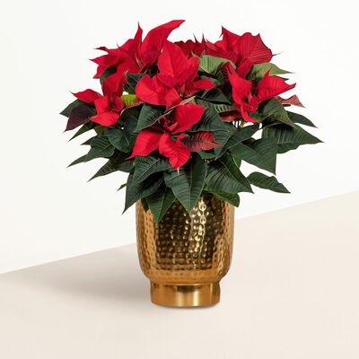 Sternstunde von Blume2000.de auf blumen.de