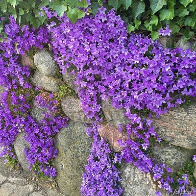 Sternglockenblume  von Garten Schlüter auf blumen.de