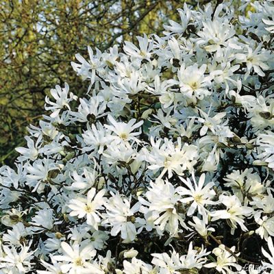 Sternmagnolie (weiß) von Garten Schlüter auf blumen.de