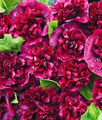 Stockrose ´Blackberry´ von BALDUR-Garten auf blumen.de
