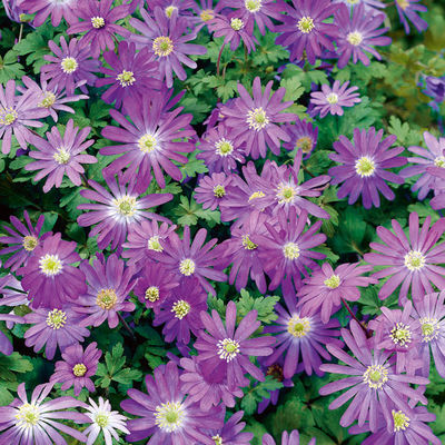 Strahlen-Anemone Blue Shades von Gärtner Pötschke auf blumen.de