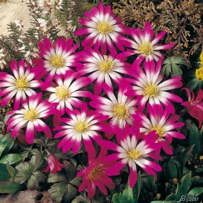 Strahlen-Anemone ´Charmer´ von Garten Schlüter auf blumen.de