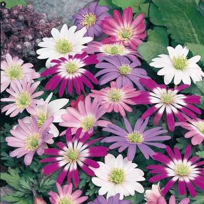 Strahlen-Anemonen-Mischung von Gärtner Pötschke auf blumen.de