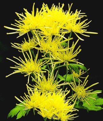 Strahlen-Chrysantheme ´Goldgelb´ von BALDUR-Garten auf blumen.de