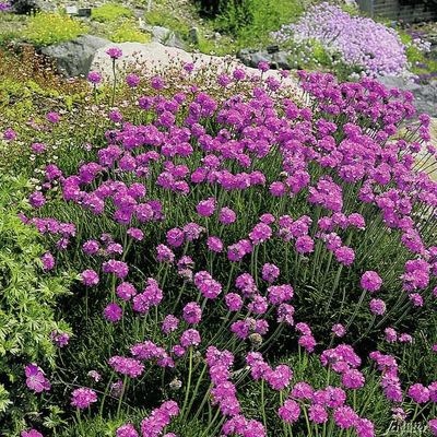 Strandnelke/Grasnelke von Garten Schlüter auf blumen.de