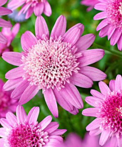 Strauchmargerite Madeira® ’Crested Pink’  von Bakker auf blumen.de