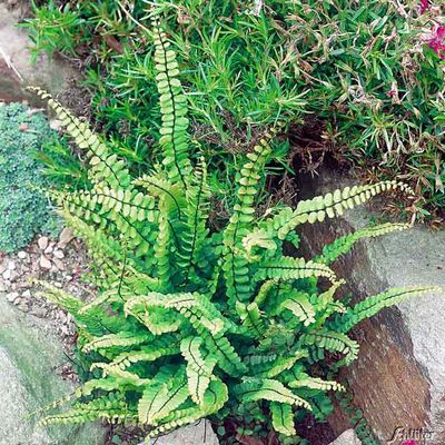 Streifenfarn von Garten Schlüter auf blumen.de