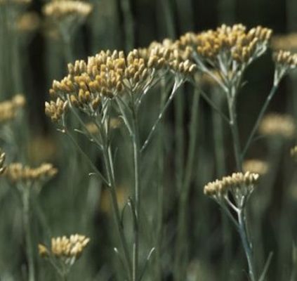 Strohblume Dwarf - Currystrauch von Nr-01 Pflanzenversand auf blumen.de