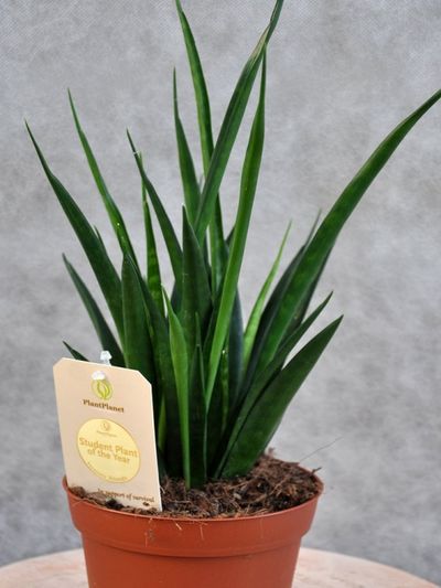 Studentplant of the year! Sansevieria kirkii Friends von Der Palmenmann auf blumen.de