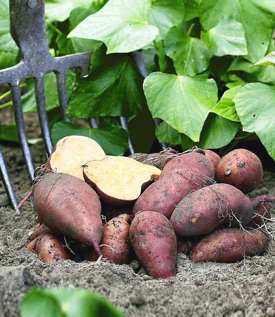 Süß-Kartoffel von BALDUR-Garten auf blumen.de